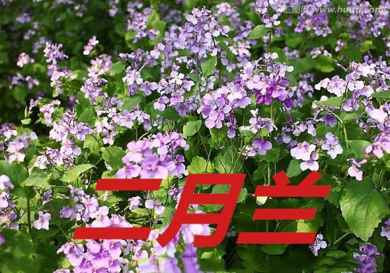 二月兰种子净籽耐寒适应强6-8斤/亩