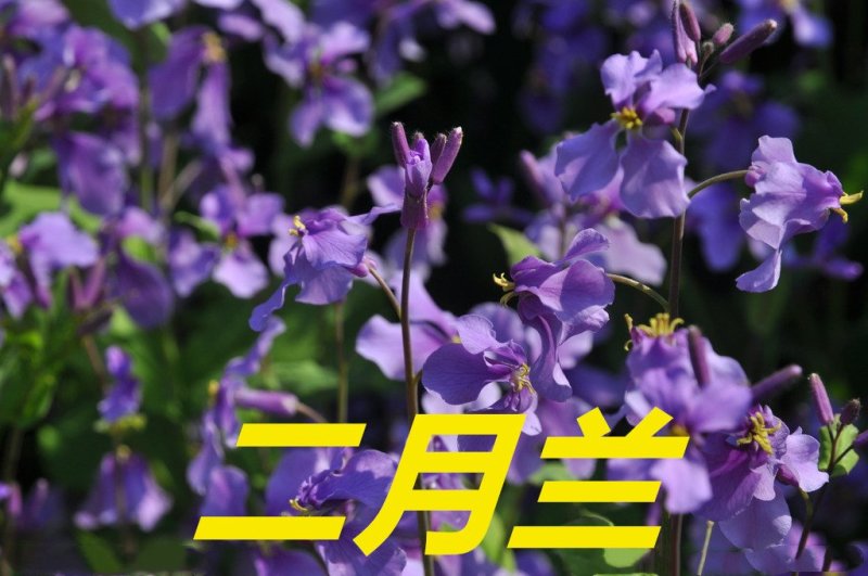 二月兰种子净籽耐寒适应强6-8斤/亩