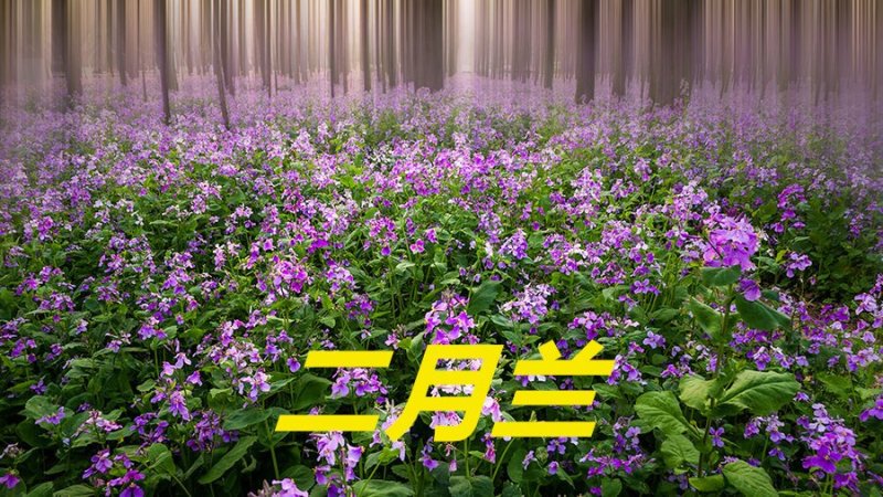 二月兰种子净籽耐寒适应强6-8斤/亩