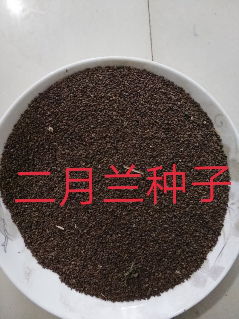 二月兰种子净籽耐寒适应强6-8斤/亩
