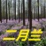 二月兰种子净籽耐寒适应强6-8斤/亩