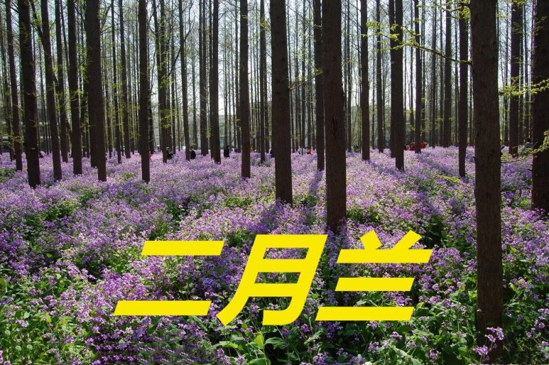 二月兰种子净籽耐寒适应强6-8斤/亩