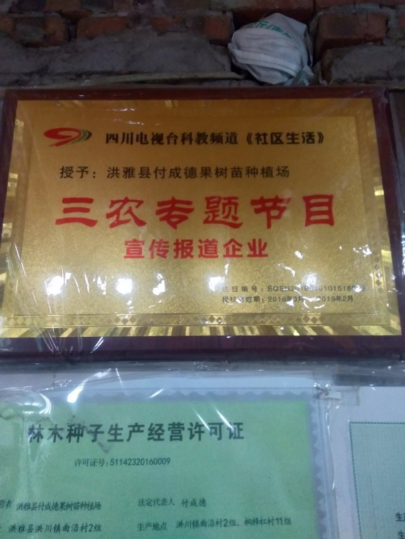 苗圃直销，李子苗，蜂糖李，5月脆，半边红，清脆李，脆红李