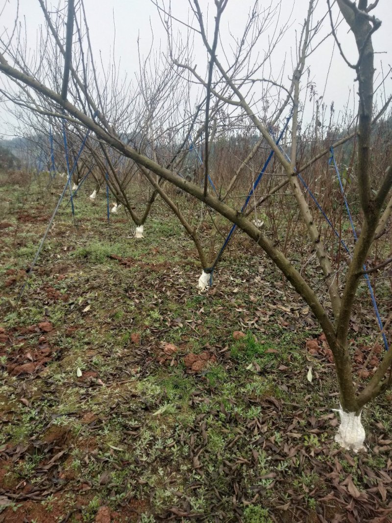 苗圃直销，李子苗，蜂糖李，5月脆，半边红，清脆李，脆红李