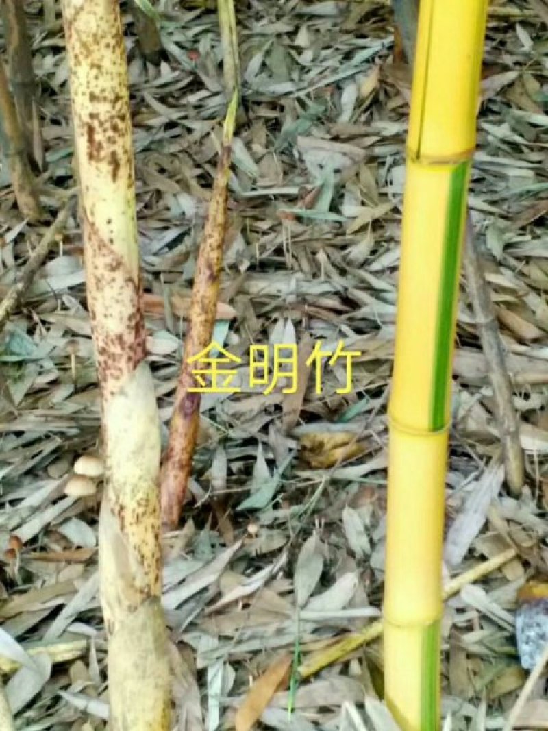 早园竹，花杆早园竹。方竹，黄杆乌哺鸡竹欢迎联系