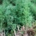 早园竹，花杆早园竹。方竹，黄杆乌哺鸡竹欢迎联系