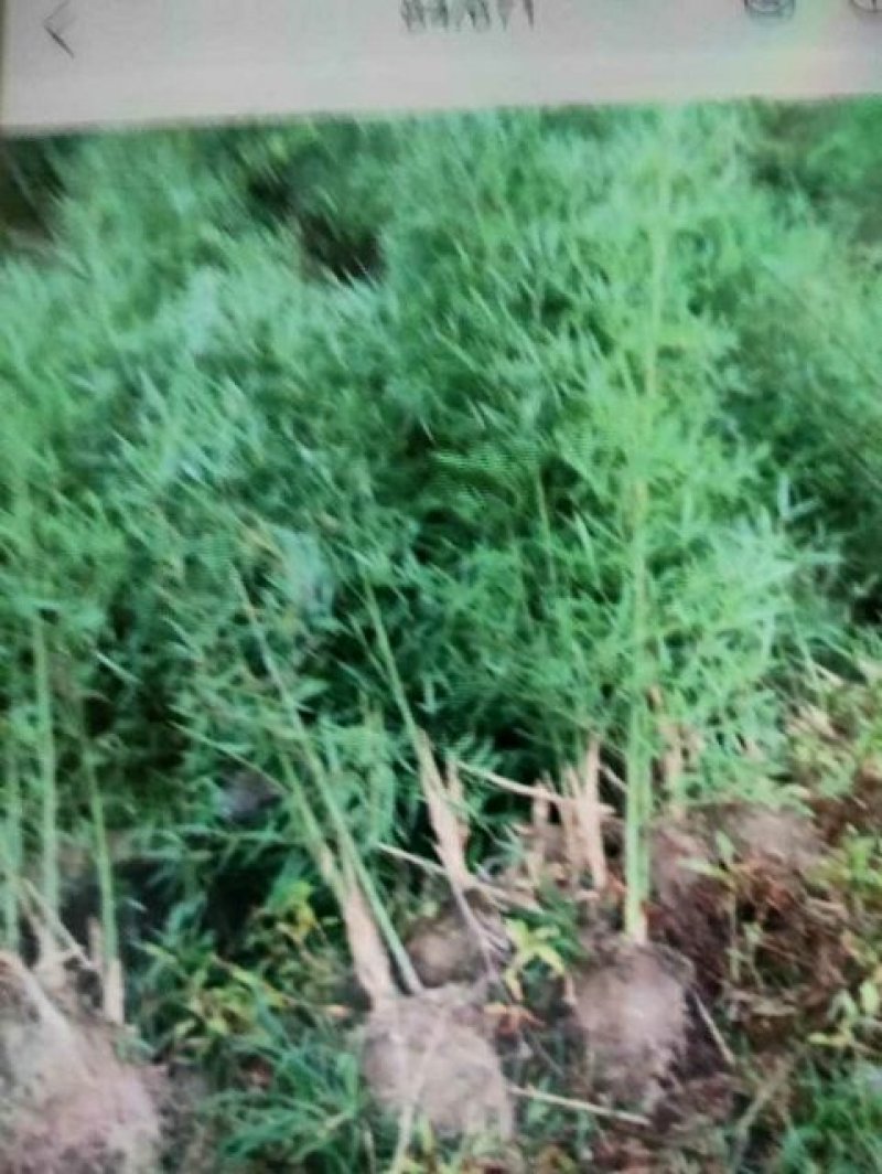 早园竹，花杆早园竹。方竹，黄杆乌哺鸡竹欢迎联系