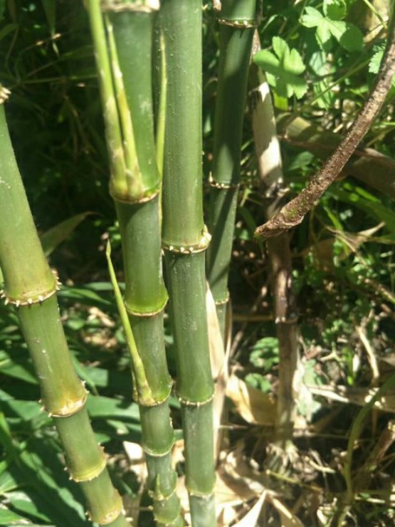早园竹，花杆早园竹。方竹，黄杆乌哺鸡竹欢迎联系