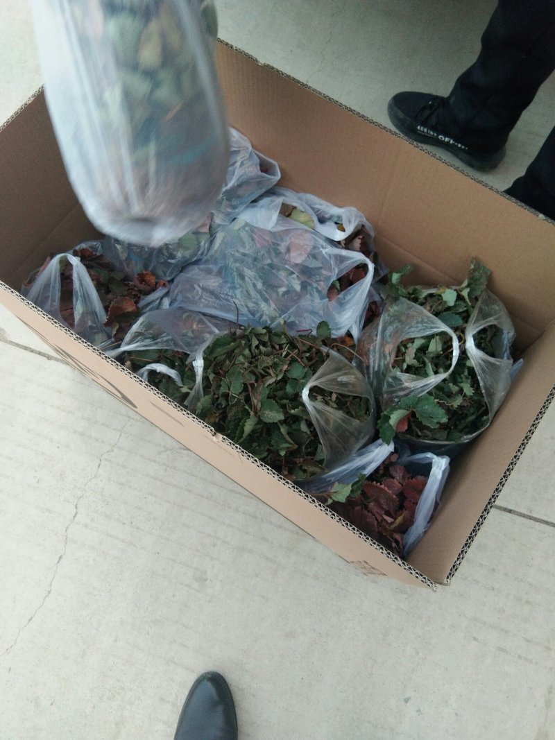 草莓苗，红宝草莓苗，四季草莓苗，草莓苗育苗基地，包品种