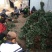 草莓苗，红宝草莓苗，四季草莓苗，草莓苗育苗基地，包品种