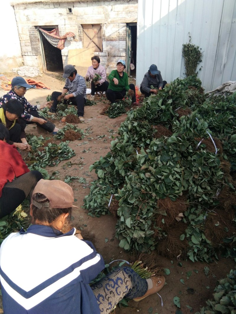 草莓苗，红宝草莓苗，四季草莓苗，草莓苗育苗基地，包品种