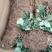 草莓苗，红宝草莓苗，四季草莓苗，草莓苗育苗基地，包品种