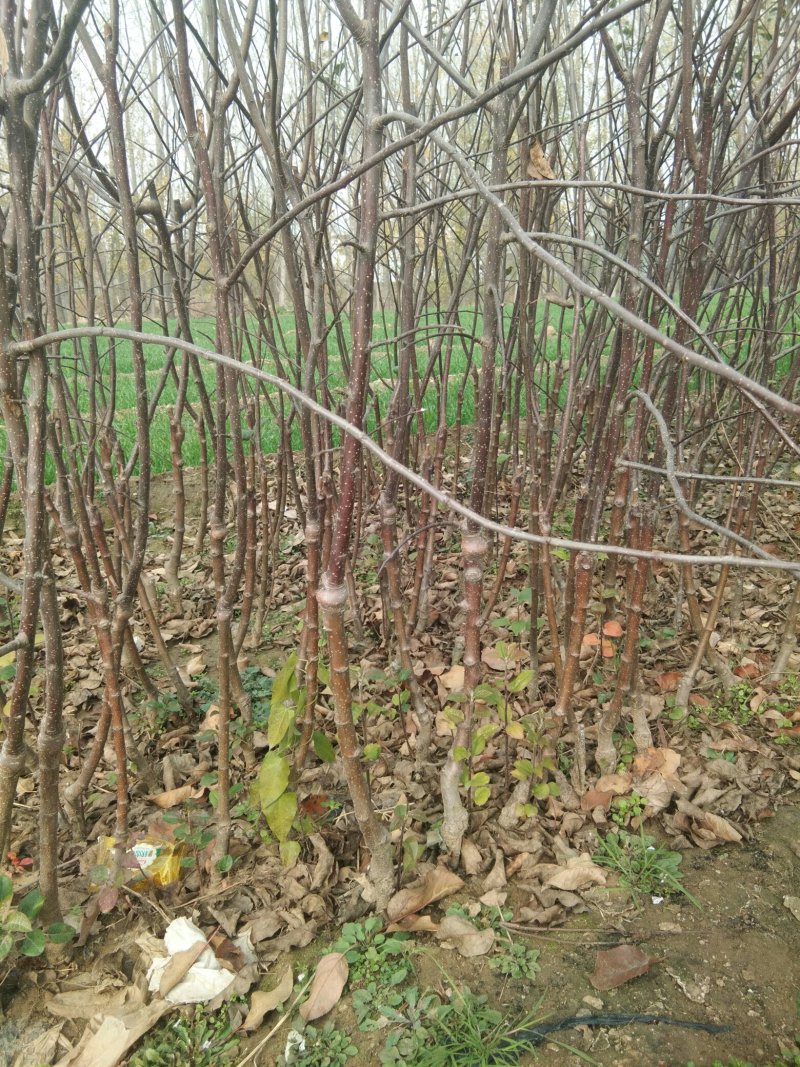 维纳斯黄金苹果苗，苹果苗，苹果苗新品种，包成活率和品种