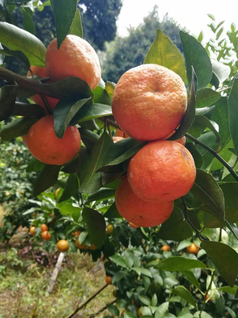 广西沙糖桔皮薄肉甜，大量上市，诚信经营，欢迎前来采购