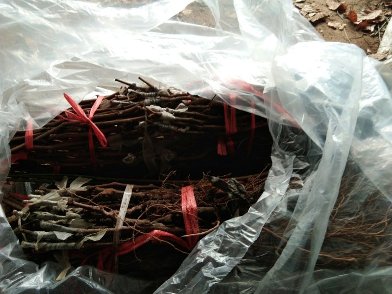葡萄苗巨峰葡萄苗葡萄苗新品种葡萄苗批发