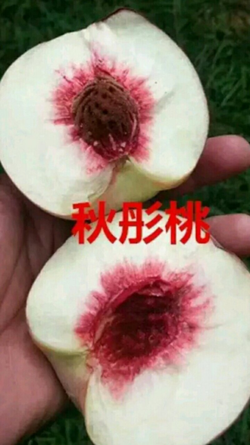 秋彤桃树苗，晚熟品种桃树苗，9月份成熟的桃树苗，桃树苗