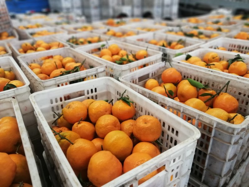 柑橘，精品四川春见耙耙柑纯甜化渣果园现摘现卖