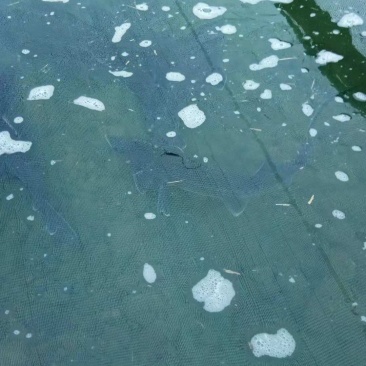 花白鲢