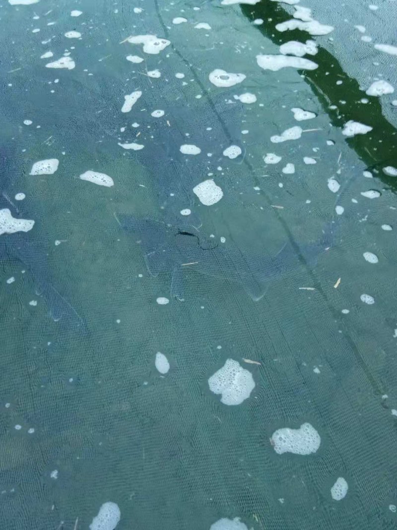 花白鲢