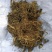 黎芦葱苒葱葵山葱丰芦蕙葵
