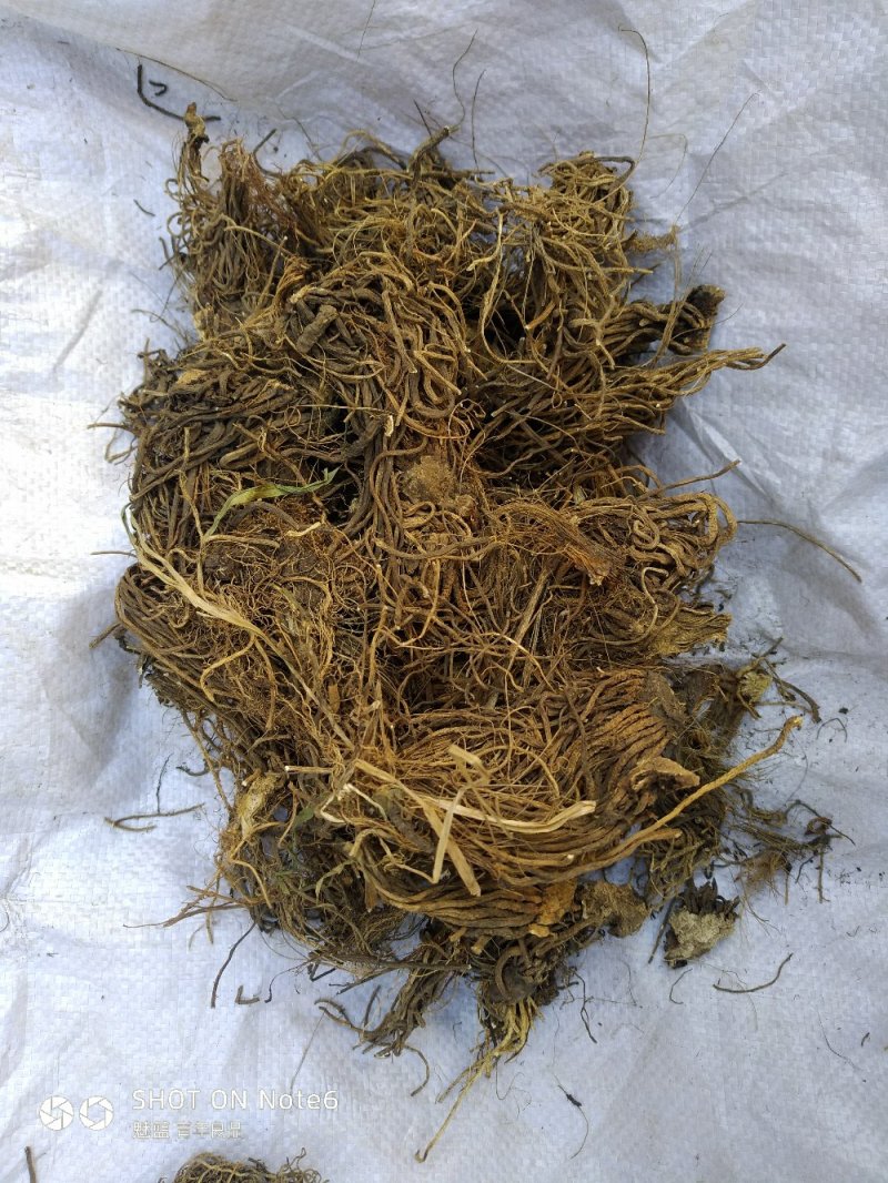 黎芦葱苒葱葵山葱丰芦蕙葵