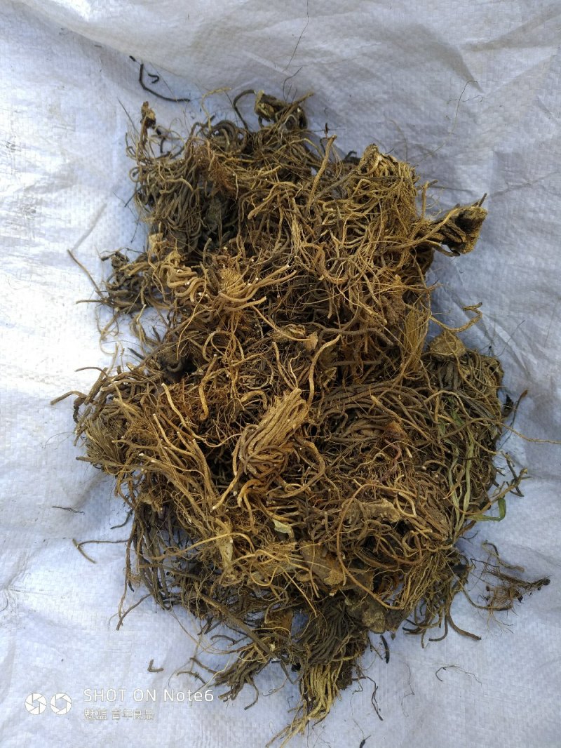 黎芦葱苒葱葵山葱丰芦蕙葵