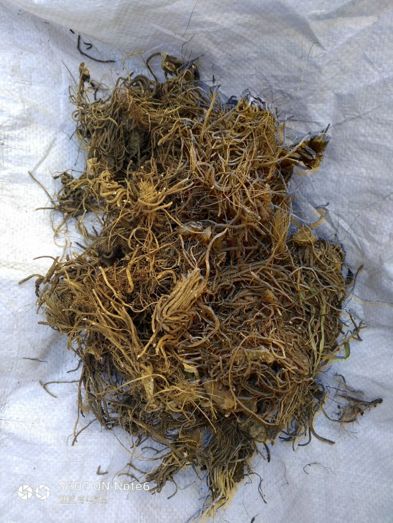 黎芦葱苒葱葵山葱丰芦蕙葵
