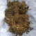 黎芦葱苒葱葵山葱丰芦蕙葵
