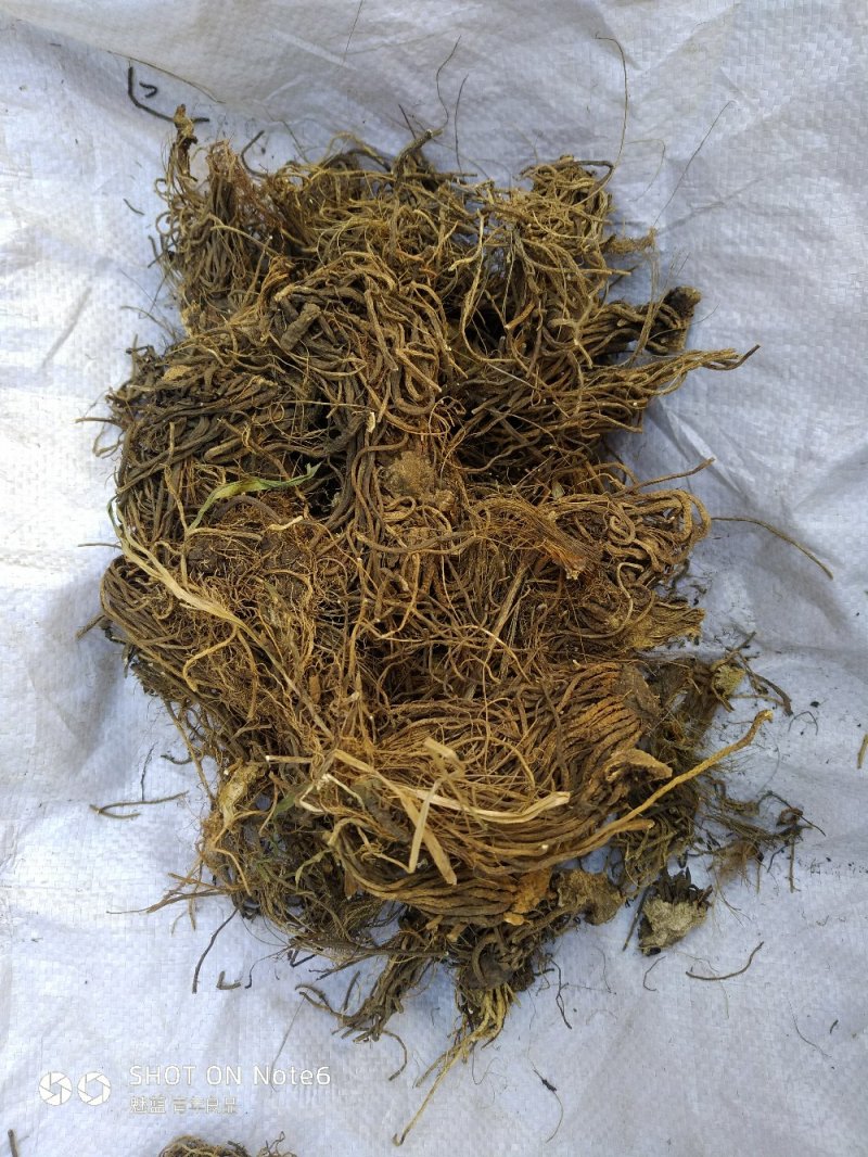 黎芦葱苒葱葵山葱丰芦蕙葵
