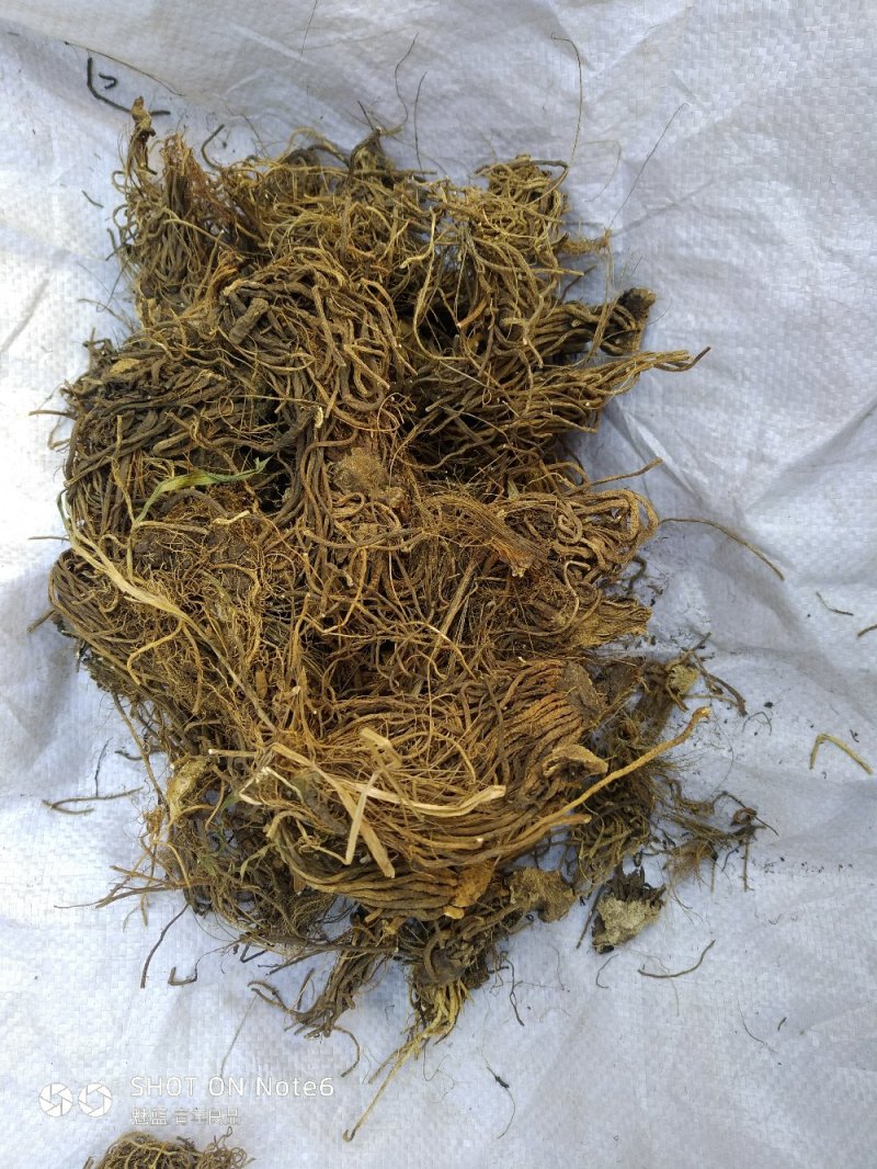 黎芦葱苒葱葵山葱丰芦蕙葵