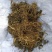 黎芦葱苒葱葵山葱丰芦蕙葵