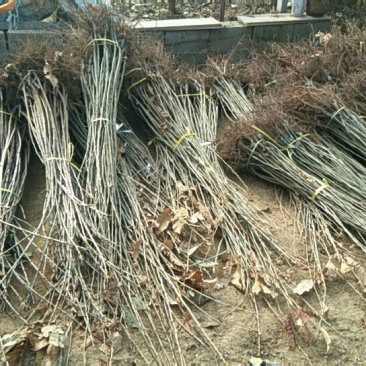 板栗苗泰山板栗苗板栗苗育苗基地板栗苗批发板栗苗栽植蜜度