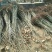 板栗苗泰山板栗苗板栗苗育苗基地板栗苗批发板栗苗栽植蜜度