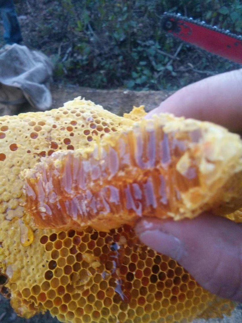 原生态野生蜂蜜，有需要的老板吗？