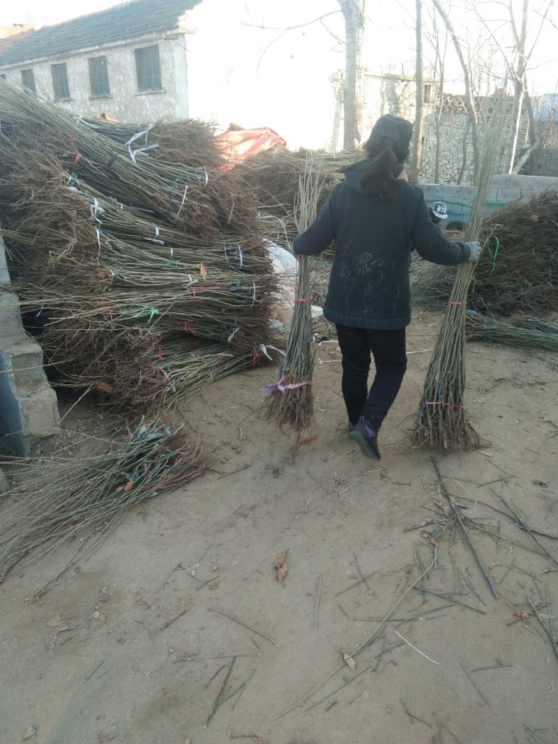 板栗苗泰山板栗苗板栗苗育苗基地板栗苗批发板栗苗栽植蜜度