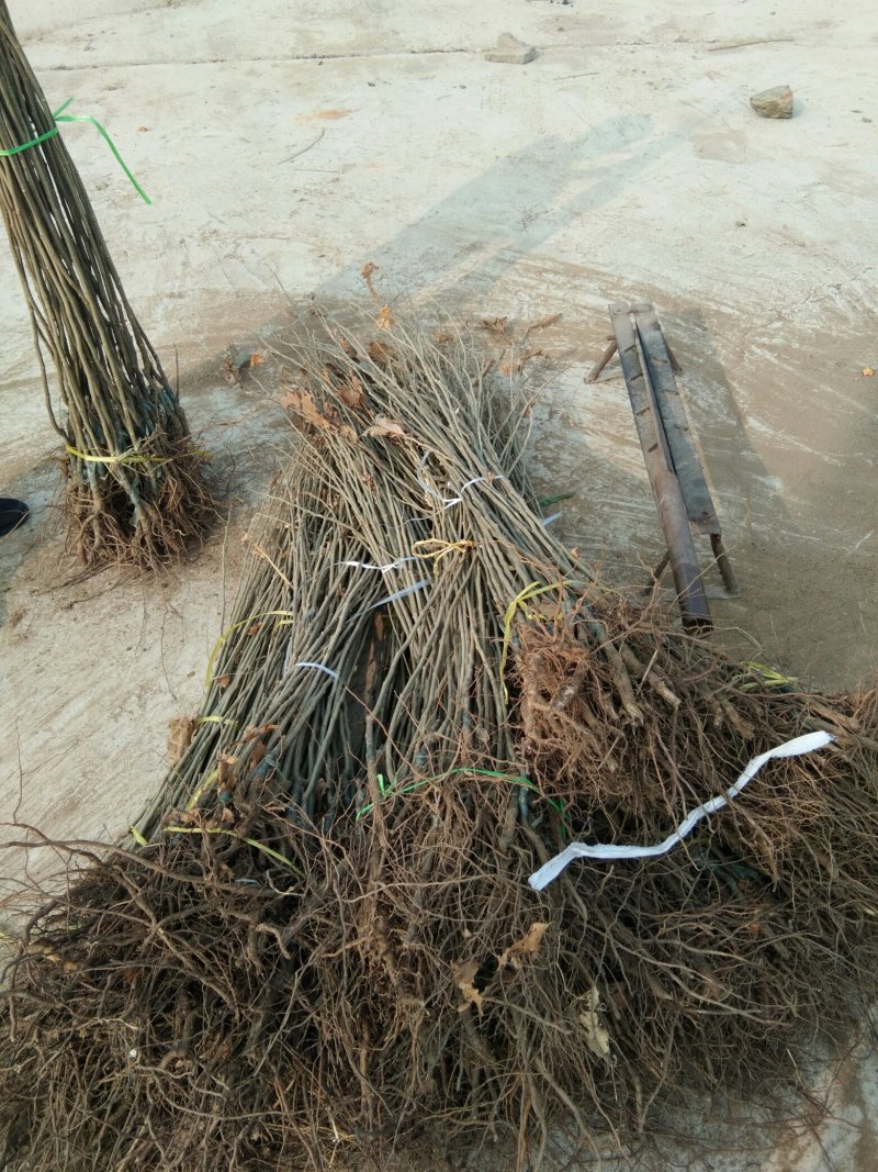 板栗苗泰山板栗苗板栗苗育苗基地板栗苗批发板栗苗栽植蜜度