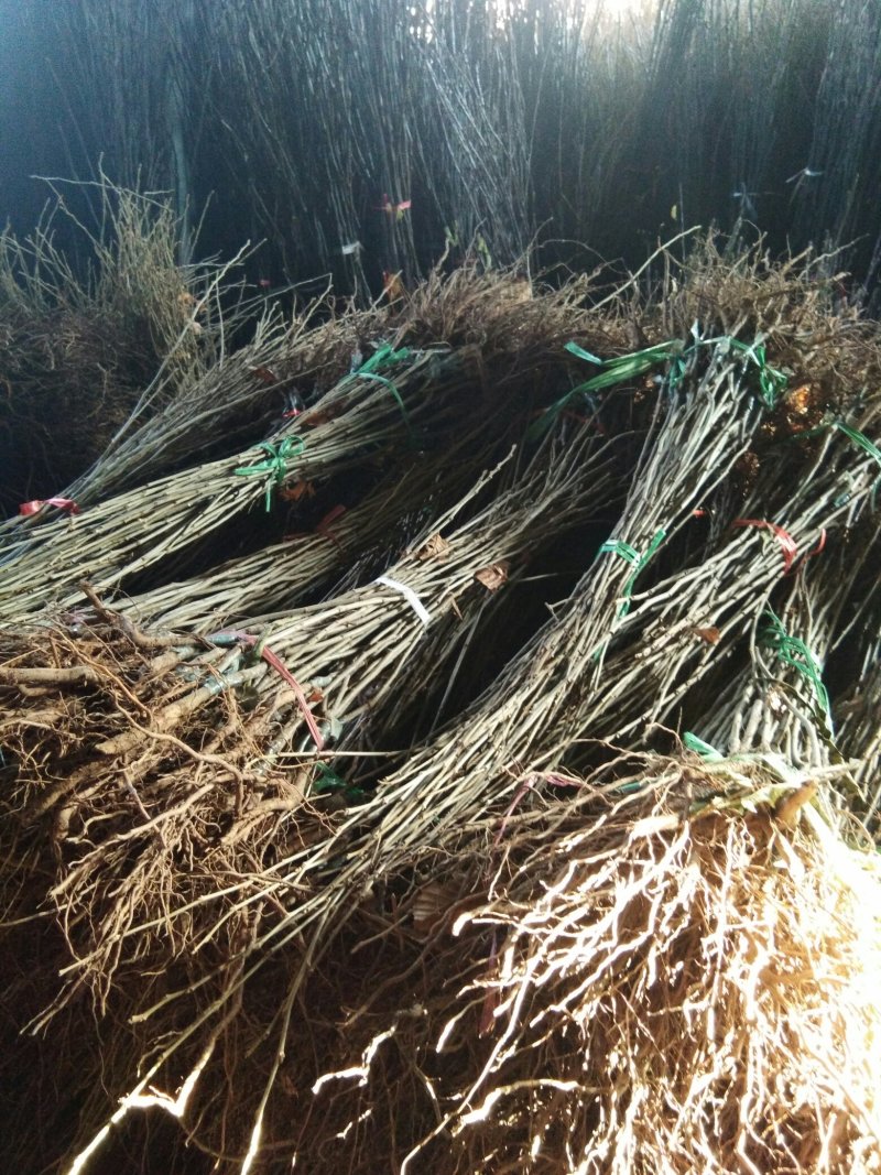 板栗苗泰山板栗苗板栗苗育苗基地板栗苗批发板栗苗栽植蜜度