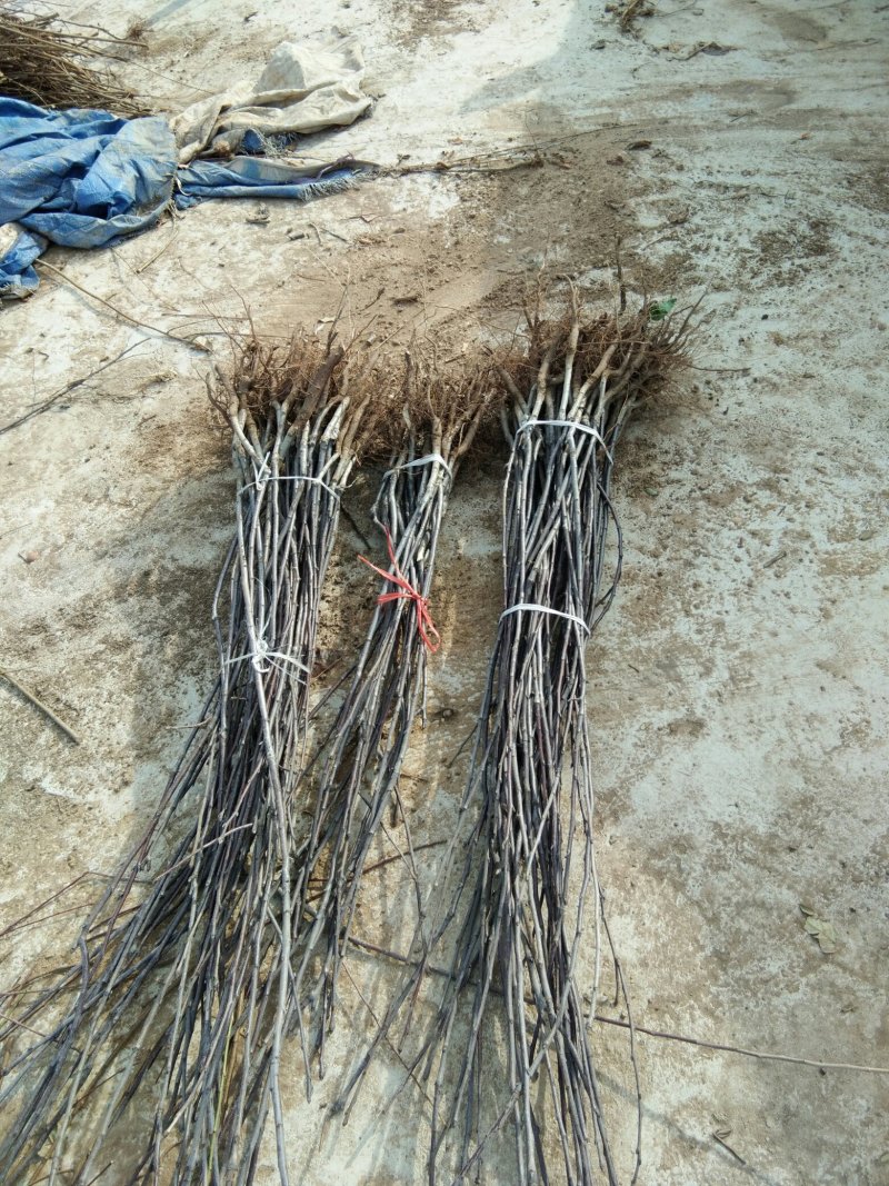 红富士苹果树苗烟富8号苹果苗烟福6号苹果苗红富士苹果苗