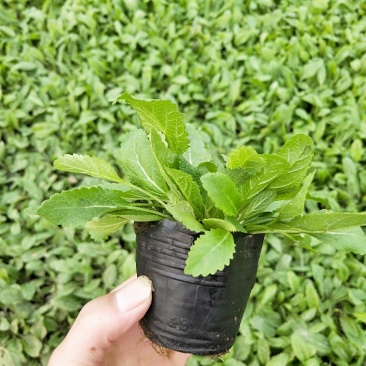 山东青州常年供应优质地被鼠尾草，花海优品质优价廉