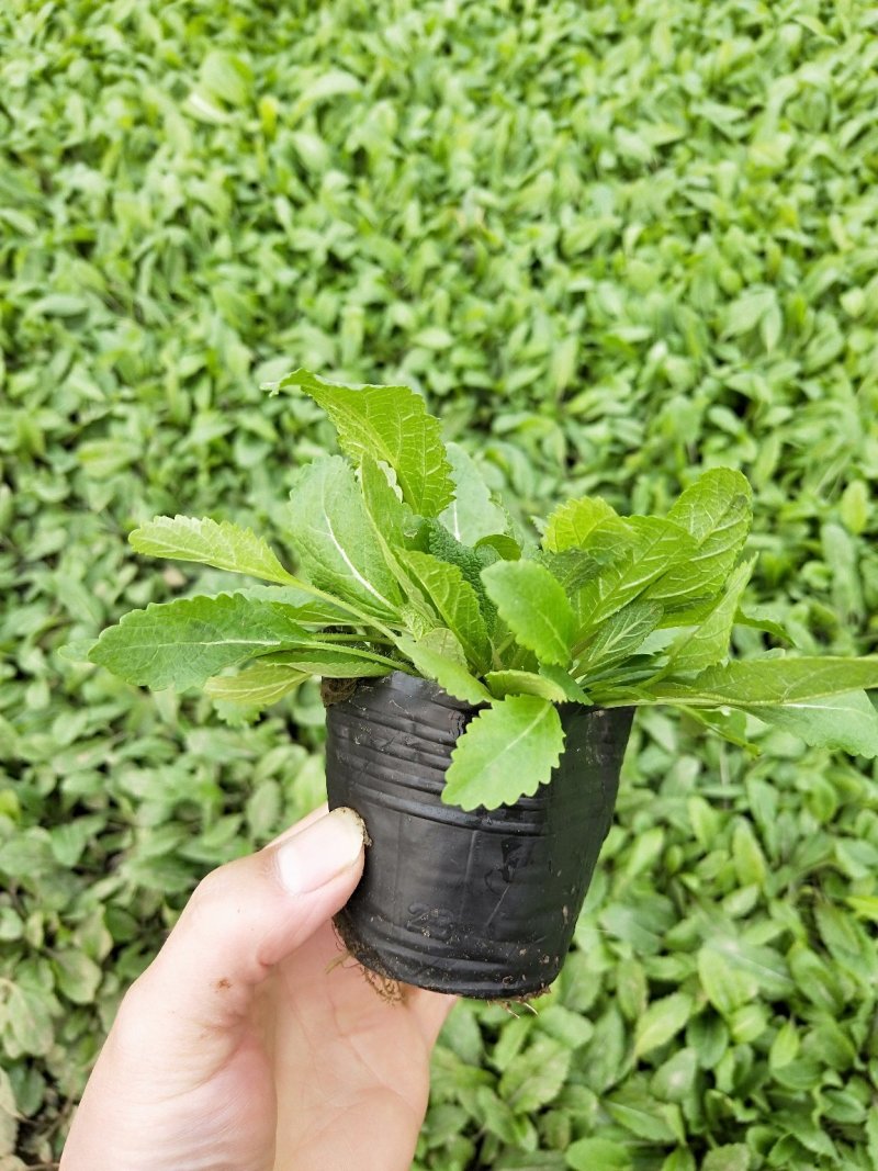 山东青州常年供应优质地被鼠尾草，花海优品质优价廉