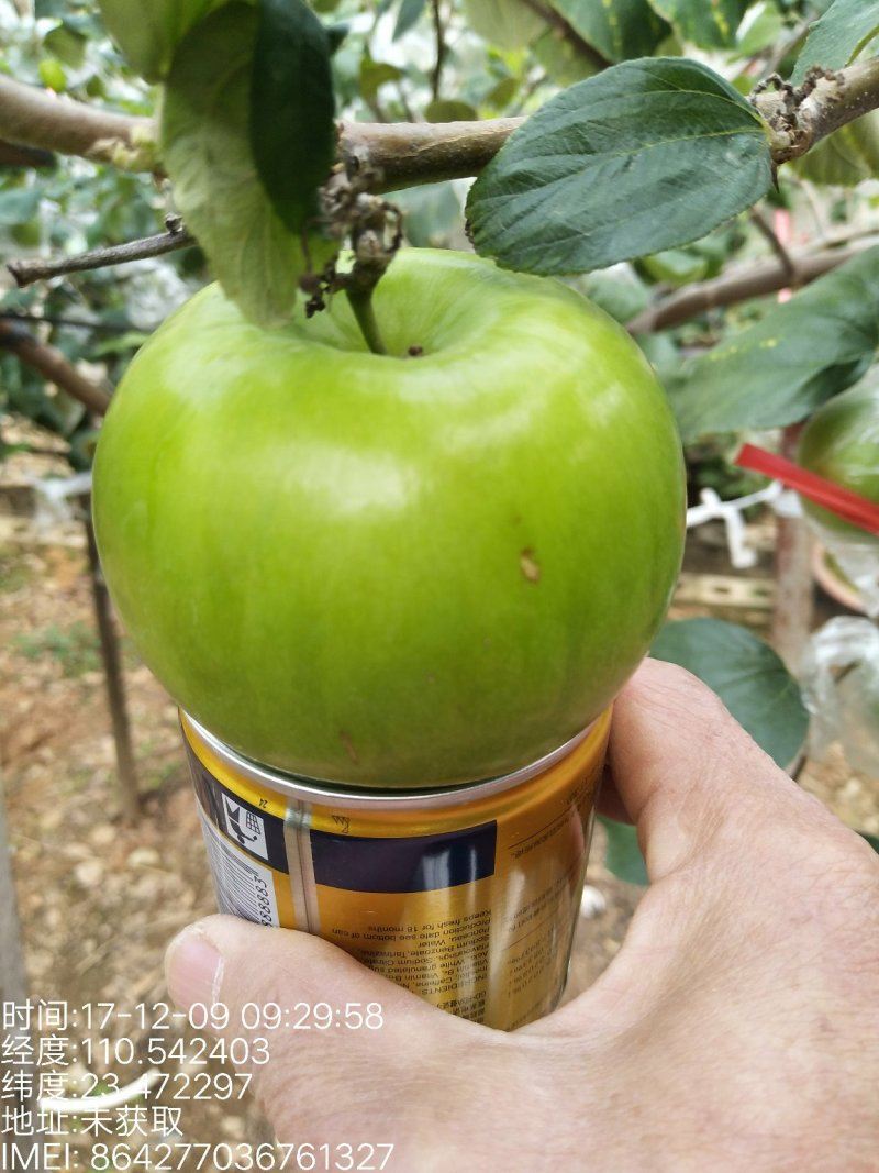 台湾大青枣苗现挖现发苗圃直供可视频看货80~110cm