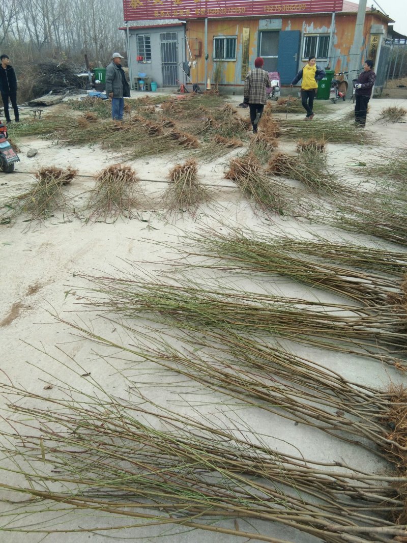 金秋红蜜桃树苗桃树苗新品种桃树苗育苗基地桃树苗栽植蜜度
