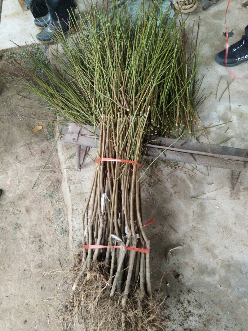 金秋红蜜桃树苗桃树苗新品种桃树苗育苗基地桃树苗栽植蜜度