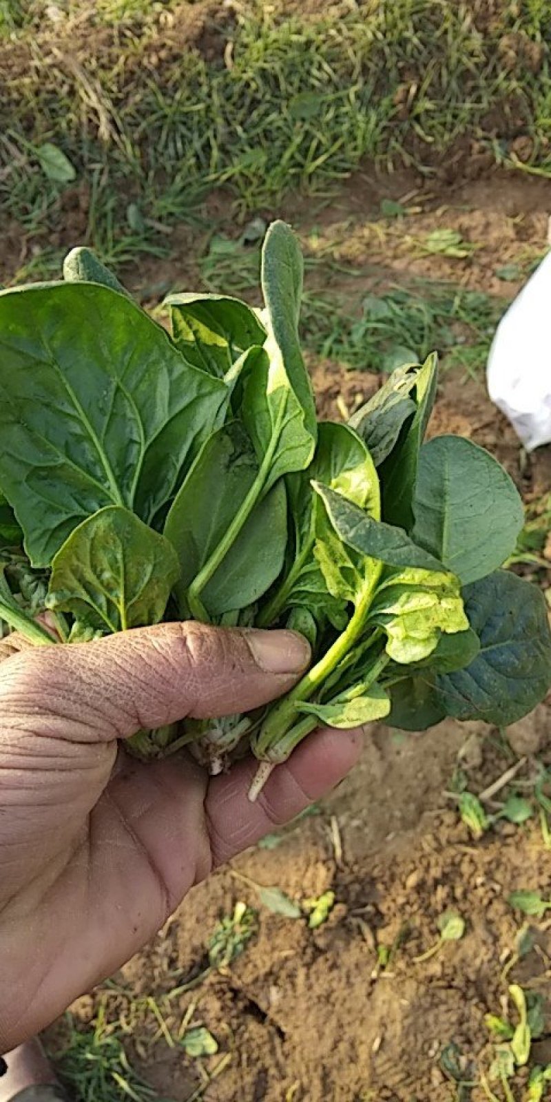 黑叶菠菜