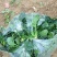 黑叶菠菜