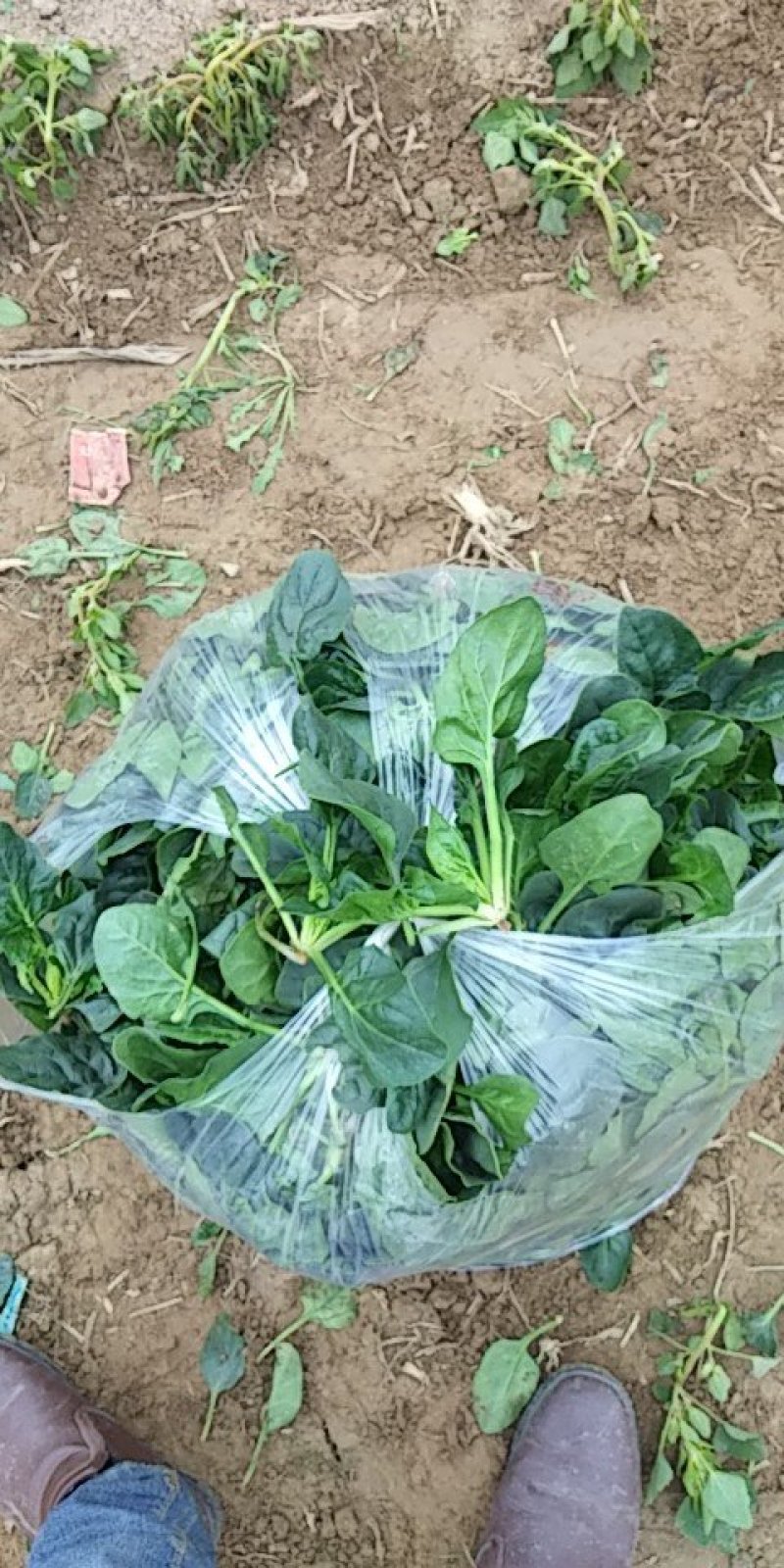 黑叶菠菜