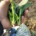黑叶菠菜