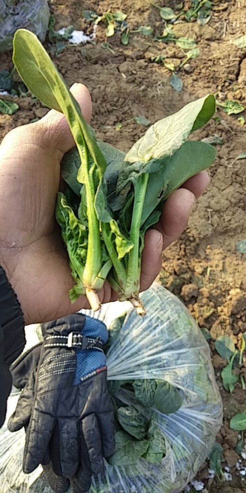 黑叶菠菜