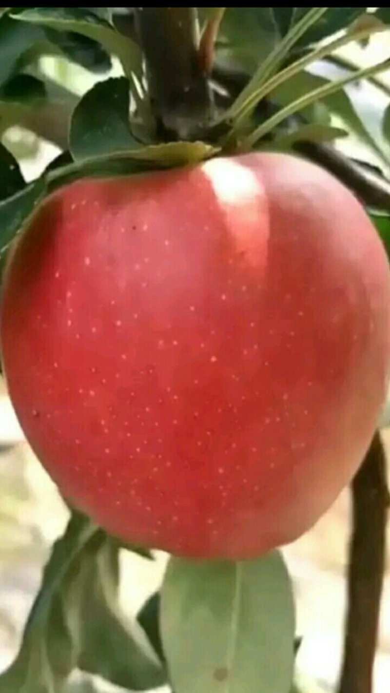 中秋王苹果树苗苹果苗晚熟品种苹果苗育苗基地苹果苗批发