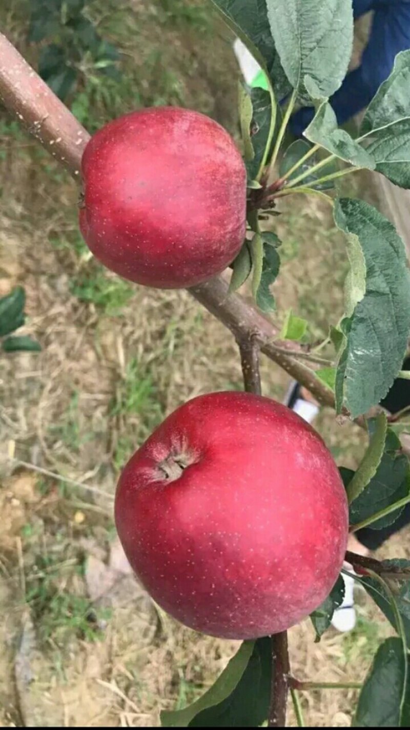 中秋王苹果树苗苹果苗晚熟品种苹果苗育苗基地苹果苗批发